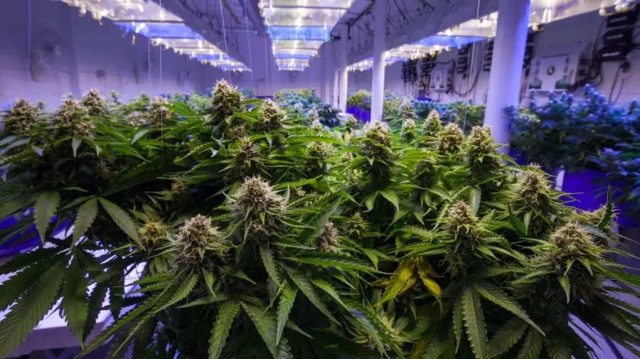 Poliţia din Macedonia de Nord a confiscat 40 de tone de canabis, un record în această ţară