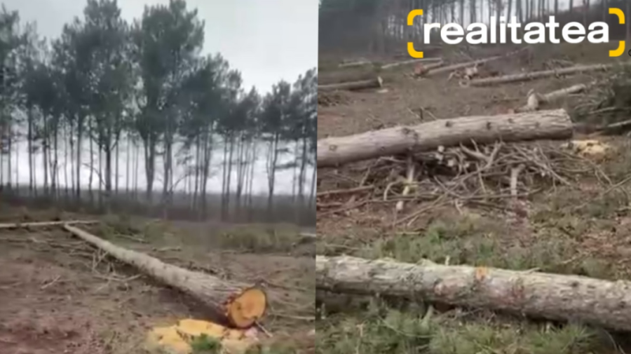 VIDEO Dezastru ecologic pe traseul Chișinău-Criuleni: zeci de copaci tineri tăiați, posibil fără autorizare