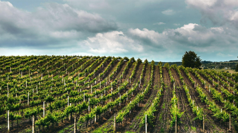 Producătorii de vinuri de autor din Republica Moldova participă la RO-Wine 2026, la Cluj-Napoca