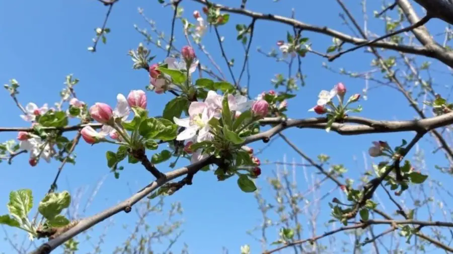 Vreme caldă și stabilă de Florii în Republica Moldova