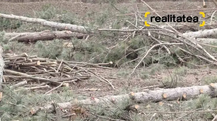 Între plantări și defrișări: Zeci de conifere tăiate, în timp ce autoritățile promovează împădurirea