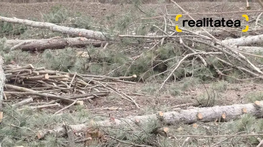 Între plantări și defrișări: Zeci de conifere tăiate, în timp ce autoritățile promovează împădurirea