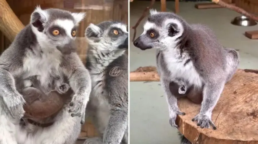 Bucurie la Grădina Zoologică: un pui de lemur nou-născut poate fi deja admirat
