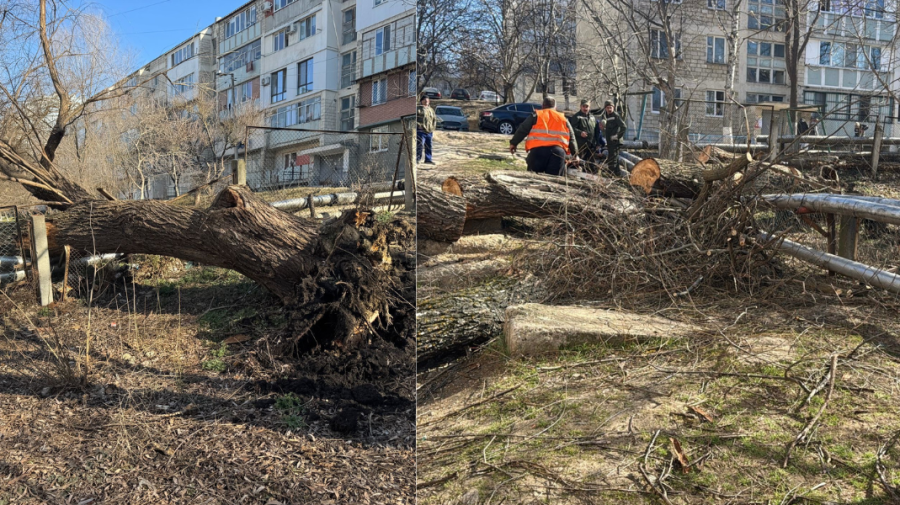 Un liceu și câteva blocuri de locuit din cartierul Poșta Veche – fără căldură. Un copac a deteriorat țeava