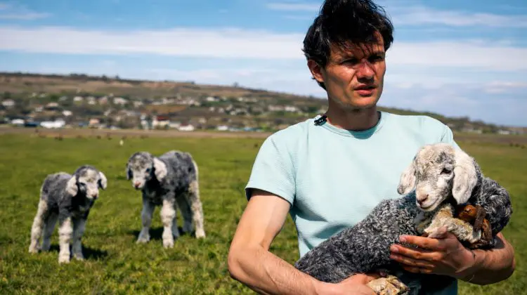 VIDEO Carne de miel, rezervată din februarie. Ce trebuie să știi înainte să o cumperi