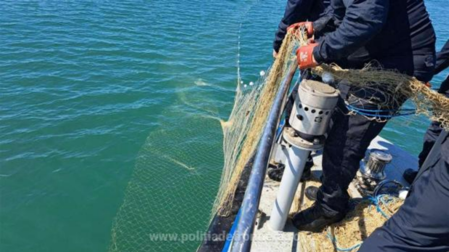 VIDEO Sturioni, delfini și un rechin salvați din plase ilegale în Marea Neagră