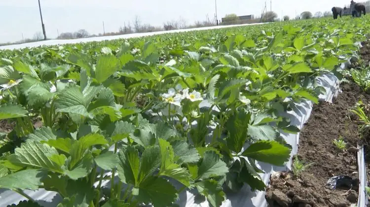 Înghețurile de primăvară lovesc în recolta de căpșuni. Fermierii anticipează pierderi de până la 40%