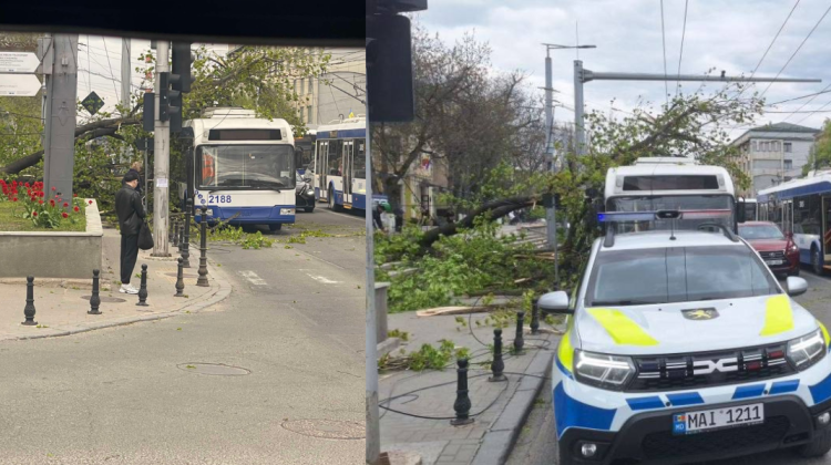 Ambuteiaje în centrul Capitalei! Un copac s-a prăbușit peste troleibuz