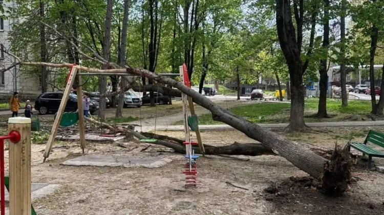 VIDEO Panică într-o curte din Chișinău: Un copac s-a prăbușit în apropierea unei mame cu copilul