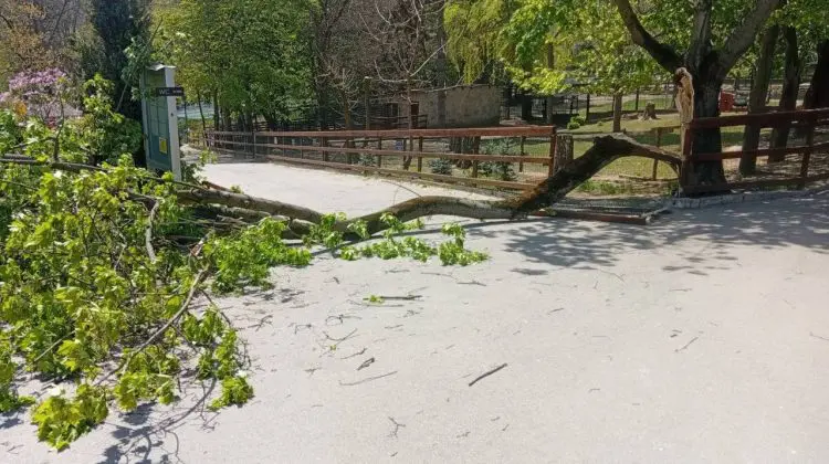 Copil de 6 ani, în stare gravă după ce un copac s-a prăbușit la Grădina Zoologică din Chișinău