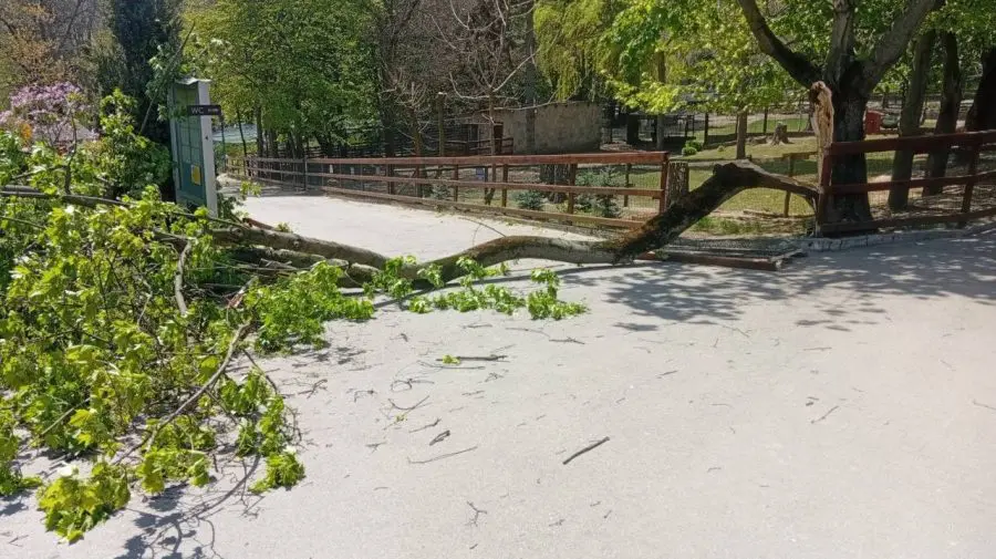 Copil de 6 ani, în stare gravă după ce un copac s-a prăbușit la Grădina Zoologică din Chișinău