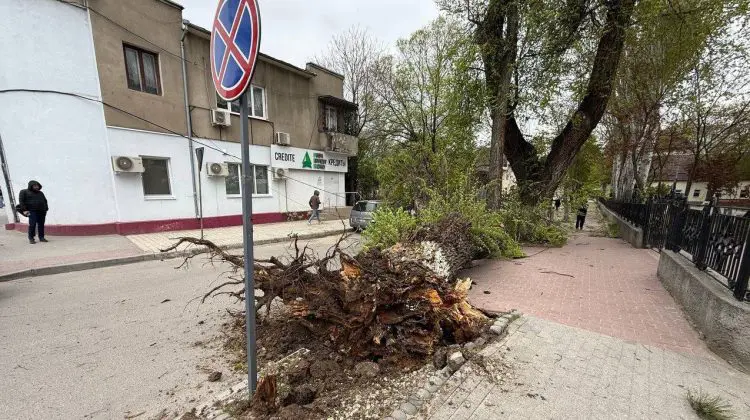 Rafale puternice fac ravagii: arbori căzuți în Râșcani, Bălți, Fălești, Soroca și Chișinău. Recomandările autorităților
