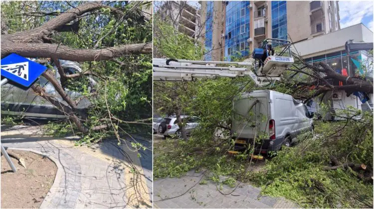 Peste 300 de muncitori au intervenit la peste 400 de adrese. Ceban: Ne vom asuma revizuirea planului de programare și curățare a copacilor