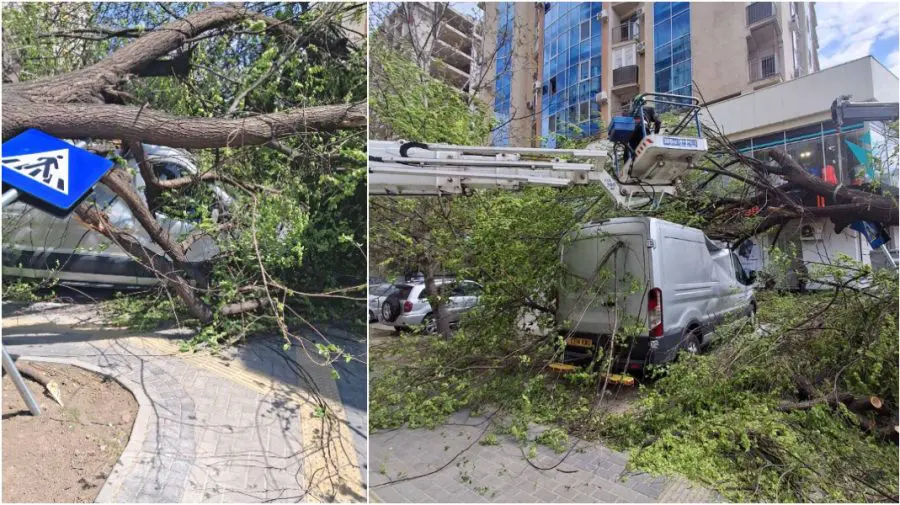 Peste 300 de muncitori au intervenit la peste 400 de adrese. Ceban: Ne vom asuma revizuirea planului de programare și curățare a copacilor