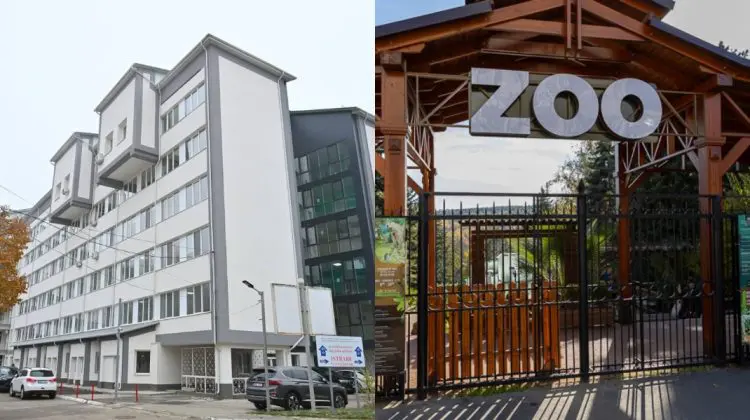 Cum se simte copilul lovit de un copac la Grădina Zoologică
