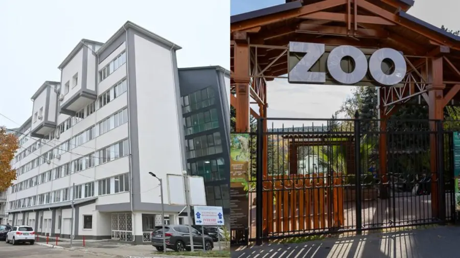Cum se simte copilul lovit de un copac la Grădina Zoologică