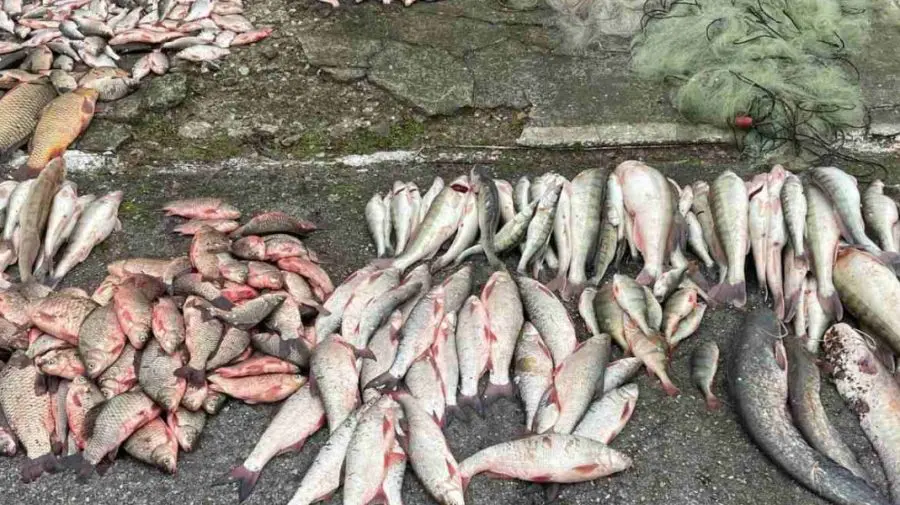 Peștele din Nistru, contaminat? Ministrul Mediului cere să nu fie consumat în următoarele luni