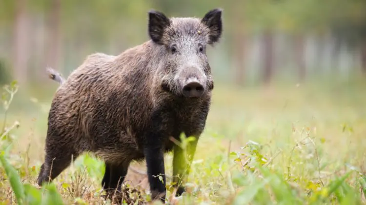 Alertă sanitară în țară: Un caz de pestă porcină la mistreț și trei focare de rabie la câini, înregistrate