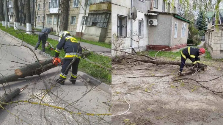 Mai mulți copaci au fost doborâți de vântul puternic: Angajații IGSU au intervenit în mai multe localități