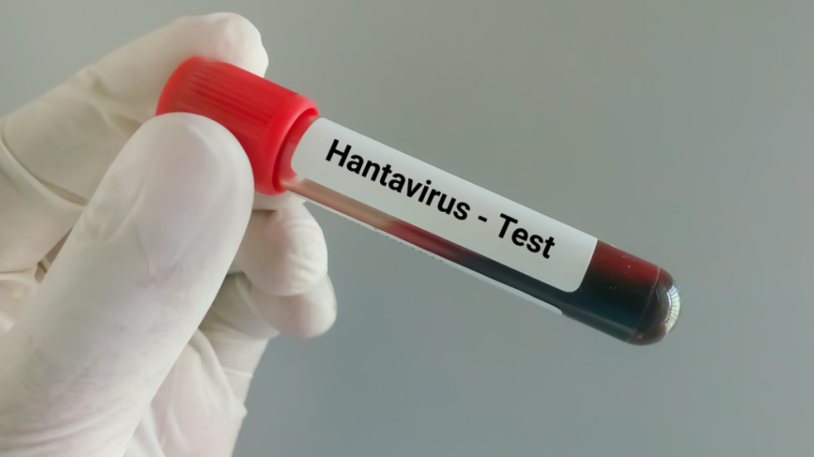 Noi cazuri de hantavirus: o însoțitoare de bord din Olanda, spitalizată cu simptome