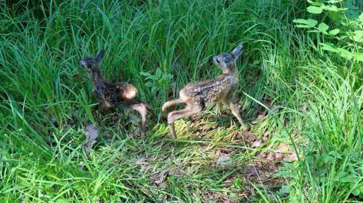 Sezonul puilor de căprioară a început. Ce nu trebuie să faci dacă întâlnești unul singur în natură