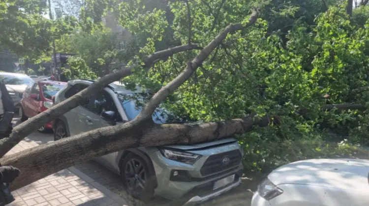 FOTO Codul galben e de vină? Un copac a căzut peste o mașină la Botanica