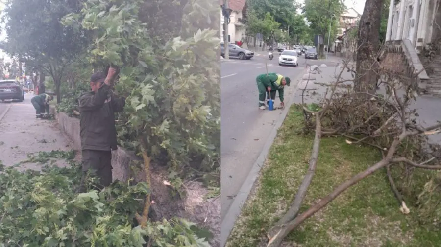 Copaci și crengi rupte de vânt: Pe ce străzi din Capitală au intervenit muncitorii de la Spații Verzi
