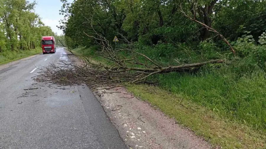 Copaci doborâți de vânt pe mai multe trasee naționale: Circulația a fost restabilită