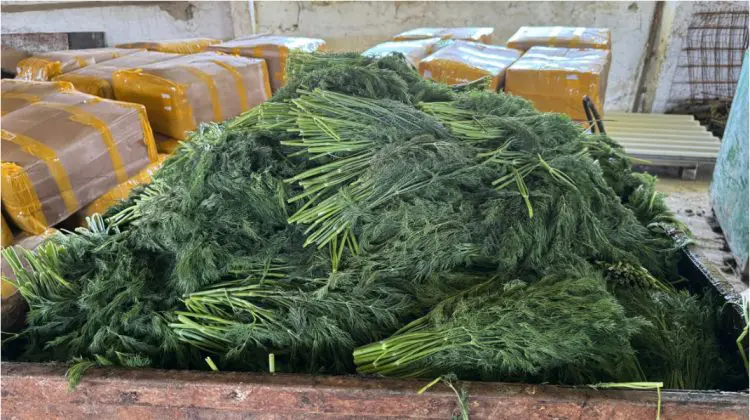 10 tone de mărar contaminat cu pesticide, nimicite de ANSA