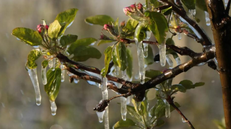 Cod galben de înghețuri emis pentru perioada 3-4 mai: temperaturi de până la -3 grade
