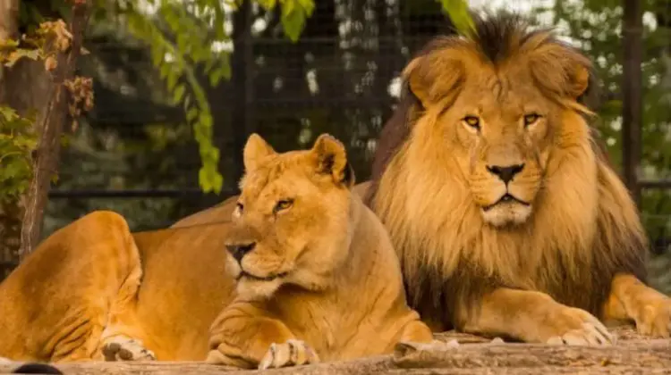 VIDEO Schimbare de habitat la Grădina Zoologică din Chișinău: Leii au o casă nouă