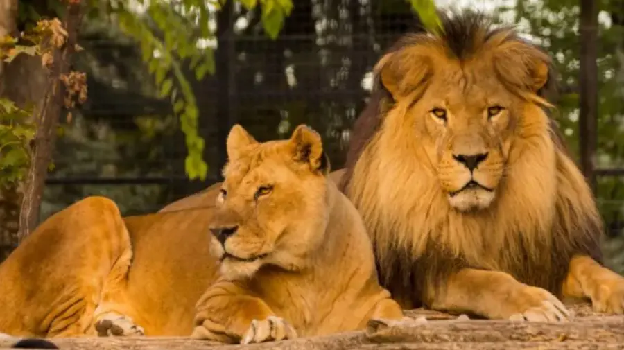 VIDEO Schimbare de habitat la Grădina Zoologică din Chișinău: Leii au o casă nouă
