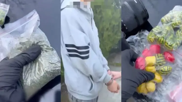VIDEO Minor, implicat într-o rețea de droguri pe Telegram: Marfă de peste 80.000 de lei, confiscată
