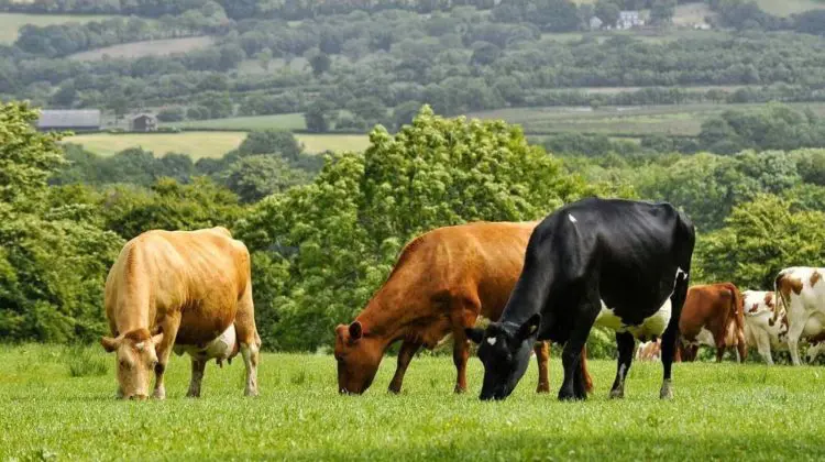 Ministerul Agriculturii introduce noi măsuri pentru utilizarea pășunilor: Regulamentul, aprobat de Guvern