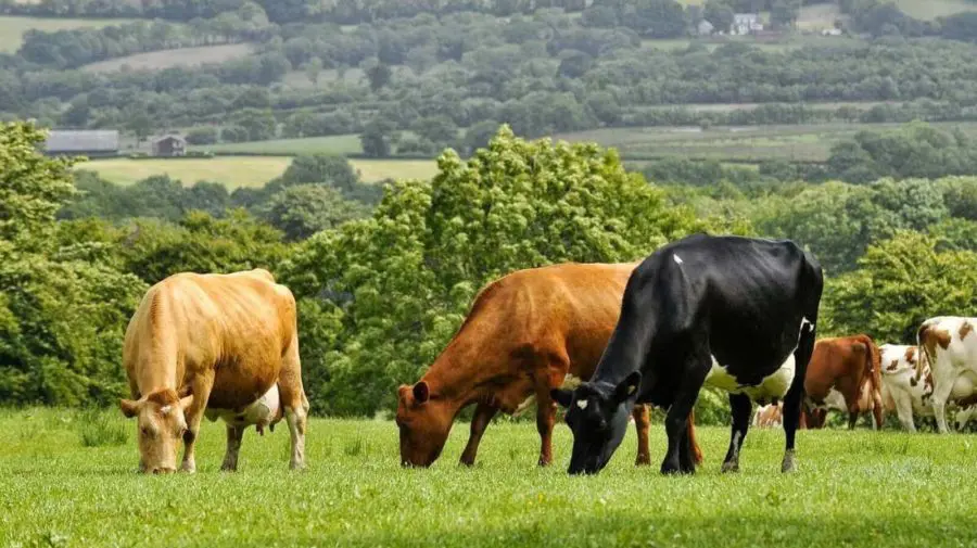 Ministerul Agriculturii introduce noi măsuri pentru utilizarea pășunilor: Regulamentul, aprobat de Guvern