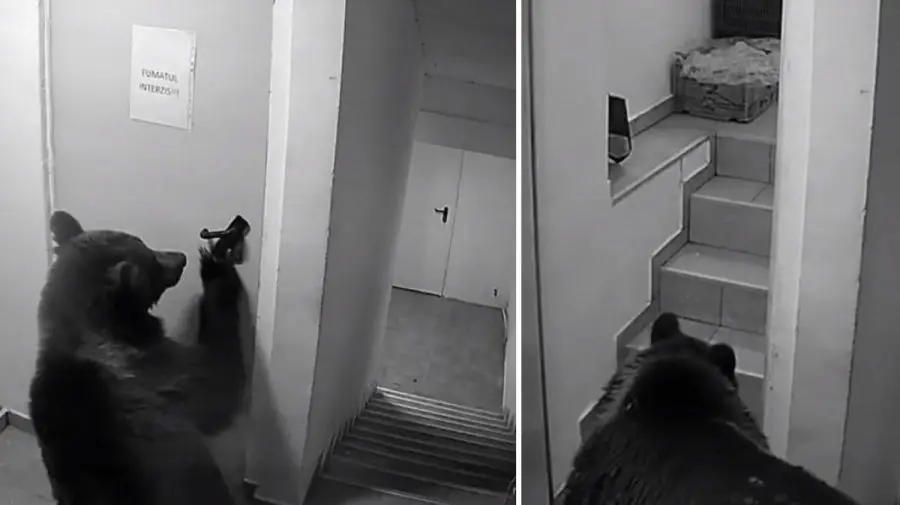 Panică într-un hotel din Poiana Brașov după apariția unui urs