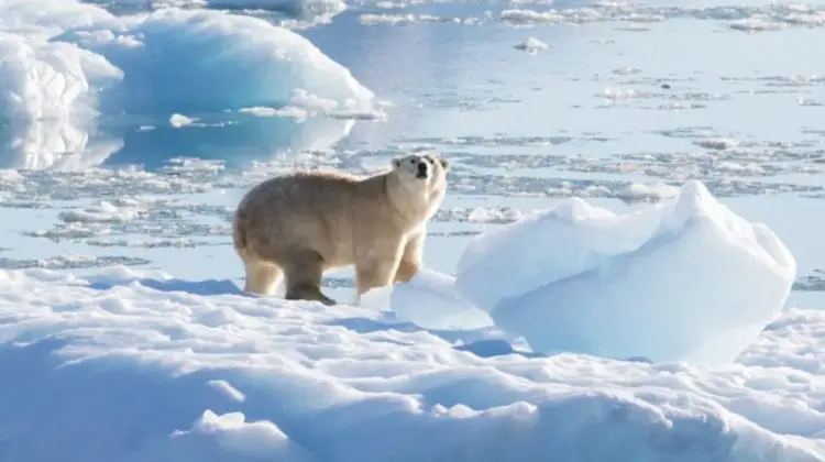 Premieră în Europa: Un urs polar a fost depistat cu gripă aviară