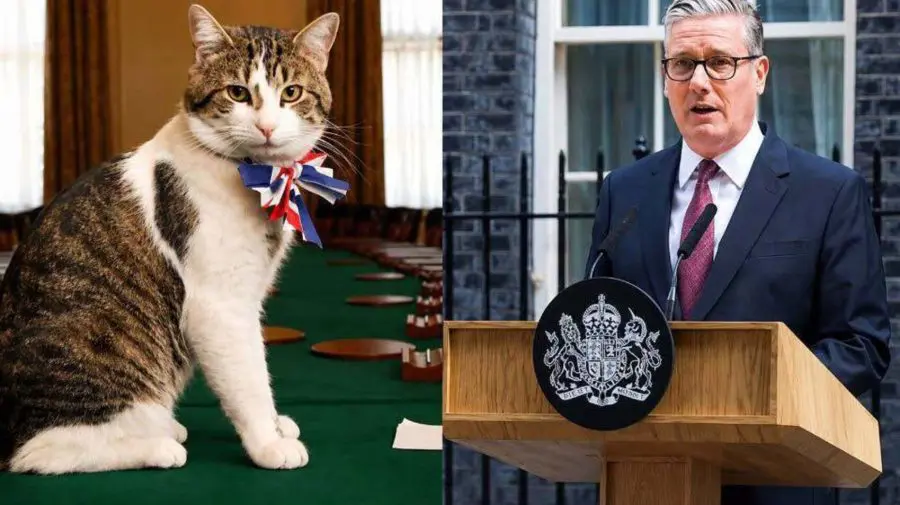 VIDEO De la David Cameron la Keir Starmer: Larry, motanul oficial al guvernului britanic, va întâmpina un nou premier