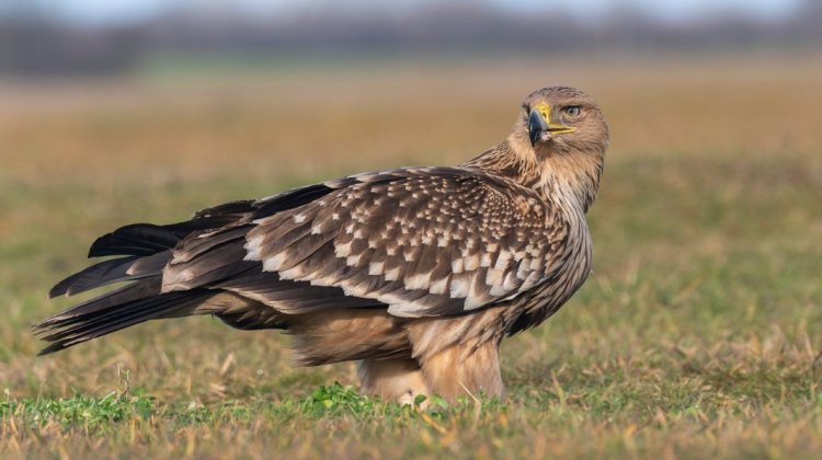 O specie rară de pasăre, dispărută de 50 de ani, a fost observată chiar la granița cu Republica Moldova