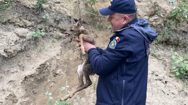 Imagini emoționante în zona de fontieră: Un pui de căprioară, salvat din Prut și reunit cu mama sa
