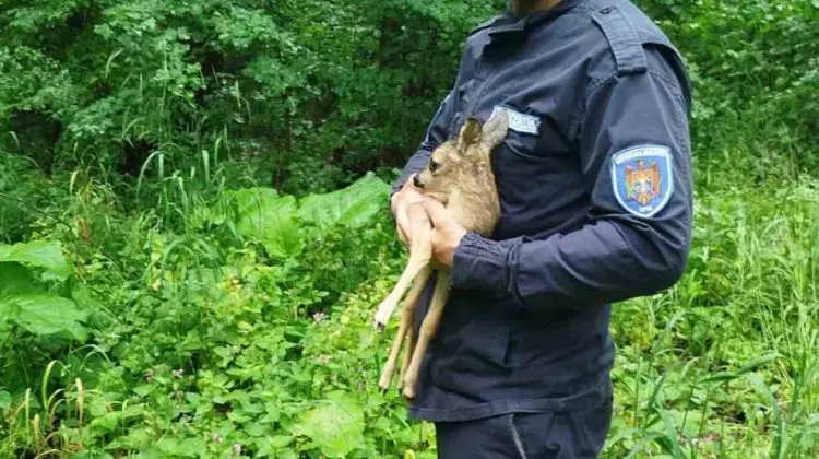 VIDEO Un pui de căprior a fost găsit singur în natură, la Vărzărești: Un localnic i-a sărit în ajutor