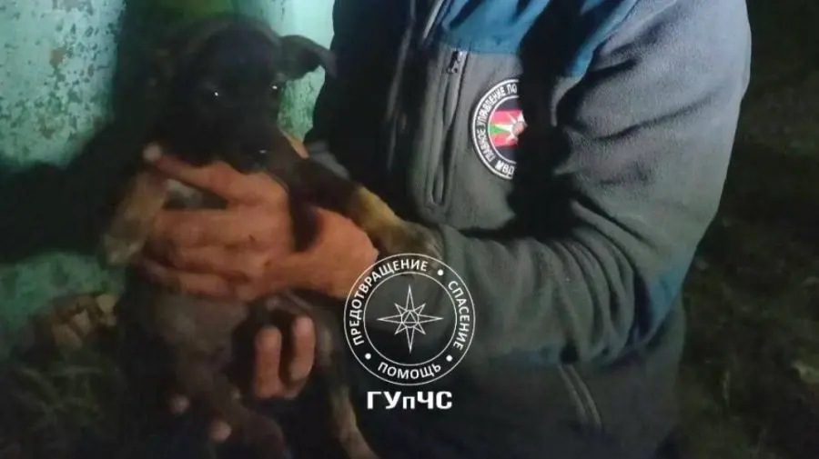 VIDEO Au vrut să-i condamne la moarte: Trei cățeluși, salvați dintr-o placă de beton