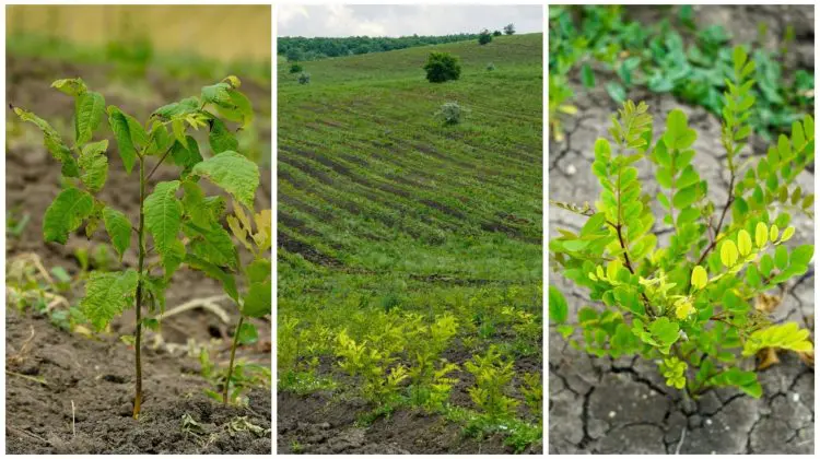 Campania de împădurire dă rezultate în Cimișlia: Salcâmul, paltinul și corcodușul cresc pe 27 de hectare