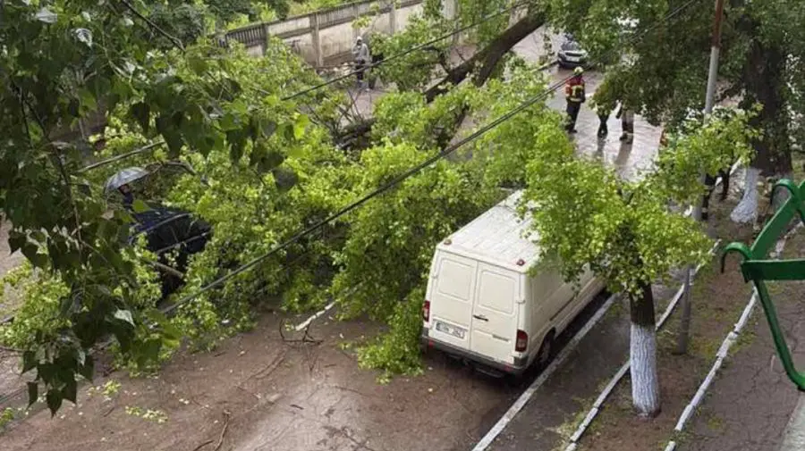 Un copac a căzut pe o strada din Chișinău. Câte mașini au fost avariate