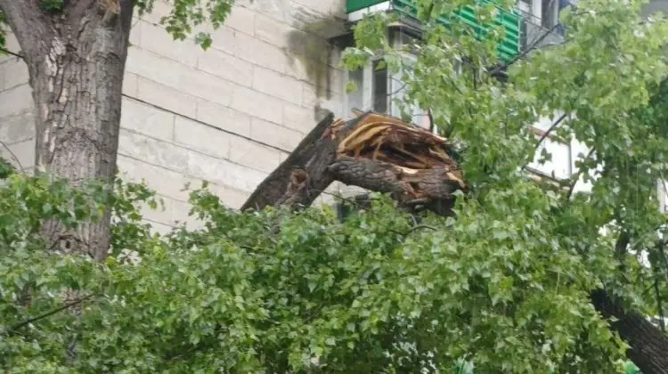 FOTO Chișinău, afectat de ploi: Mai mulți copaci au fost doborâți în diferite zone ale orașului