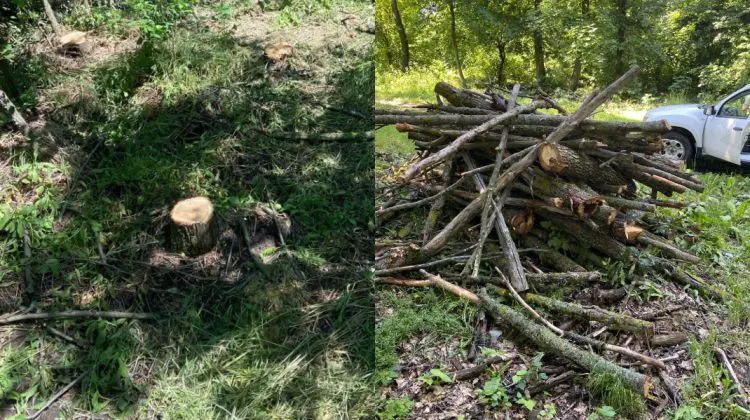 FOTO Stejari, arțari și salcâmi, doborâți ilegal la Strășeni: 47 de arbori au fost tăiați de doi indivizi