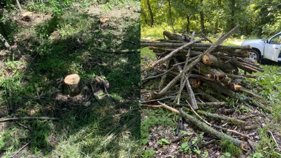 FOTO Stejari, arțari și salcâmi, doborâți ilegal la Strășeni: 47 de arbori au fost tăiați de doi indivizi