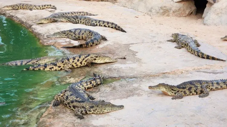 Un copil de 3 ani a fost aruncat de un bărbat necunoscut în țarcul crocodililor de la o grădină zoologică din Anglia