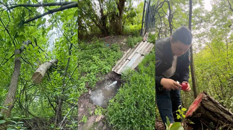 VIDEO Defrișări ascunse sub iarbă și ape uzate deversate în natură: Razii la Vertiujeni și Ghindești