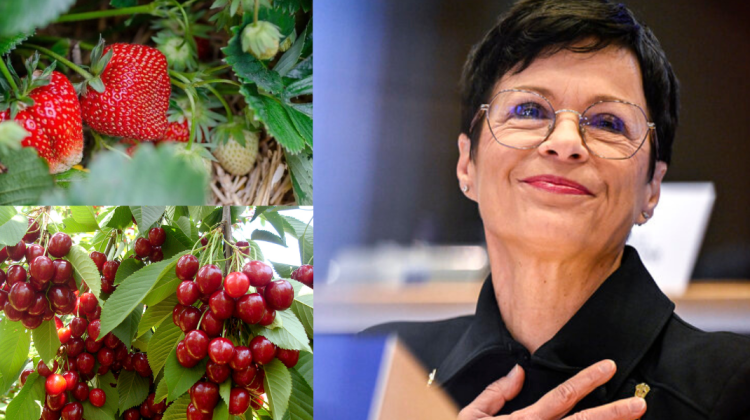 VIDEO Marta Kos așteaptă să culeagă căpșune și cireșe în Moldova: Vom face drumeții cu președinta și kayak pe Nistru